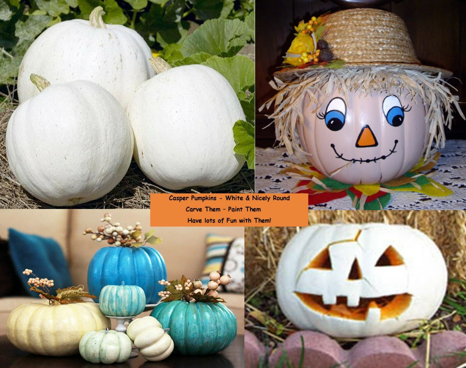 CASPER PUMPKIN SEED, Non GMO – OOOoooo Spooky and Fun, Carve or Paint 10-16 lbs.