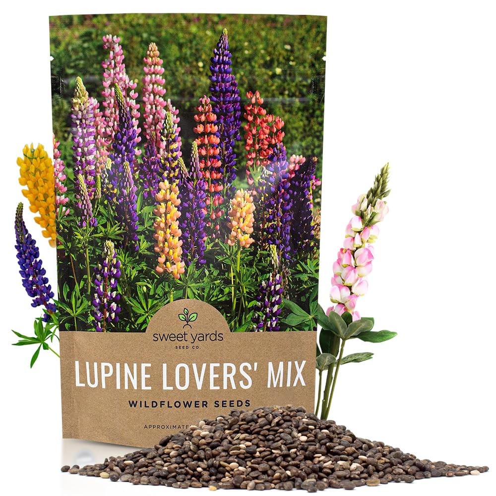 Bulk Lupine Mix Wildflower Seeds 1/4 Pound Bag Over 4,500 Untreated Annual a…
