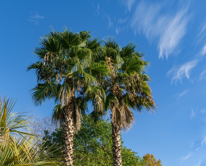 CALIFORNIA DESERT FAN PALM TREE SEEDS (Washingtonia Filifera) Cold Hardy-Zone 8