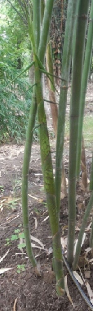 Dendrocalamus longispathus | Long Sheath & Clumping Edible Bamboo | 20_Seeds