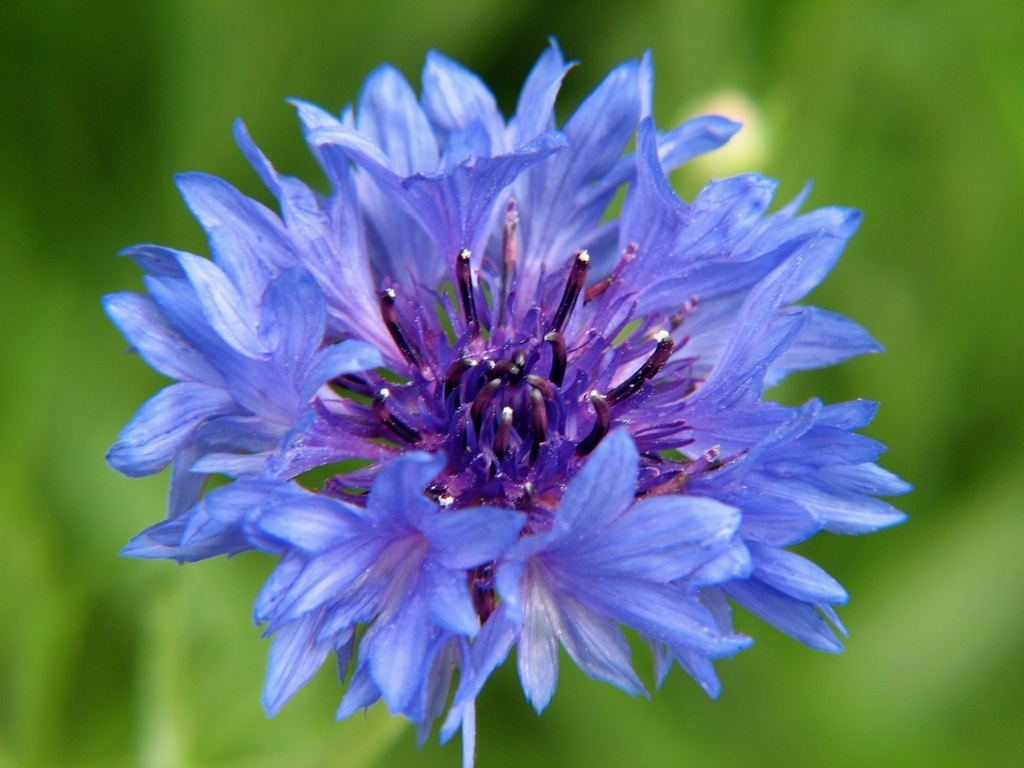 bachelor, BACHELOR’S BUTTONS, multiple BLUE flowers, bushy 500 seeds! GroCo USA