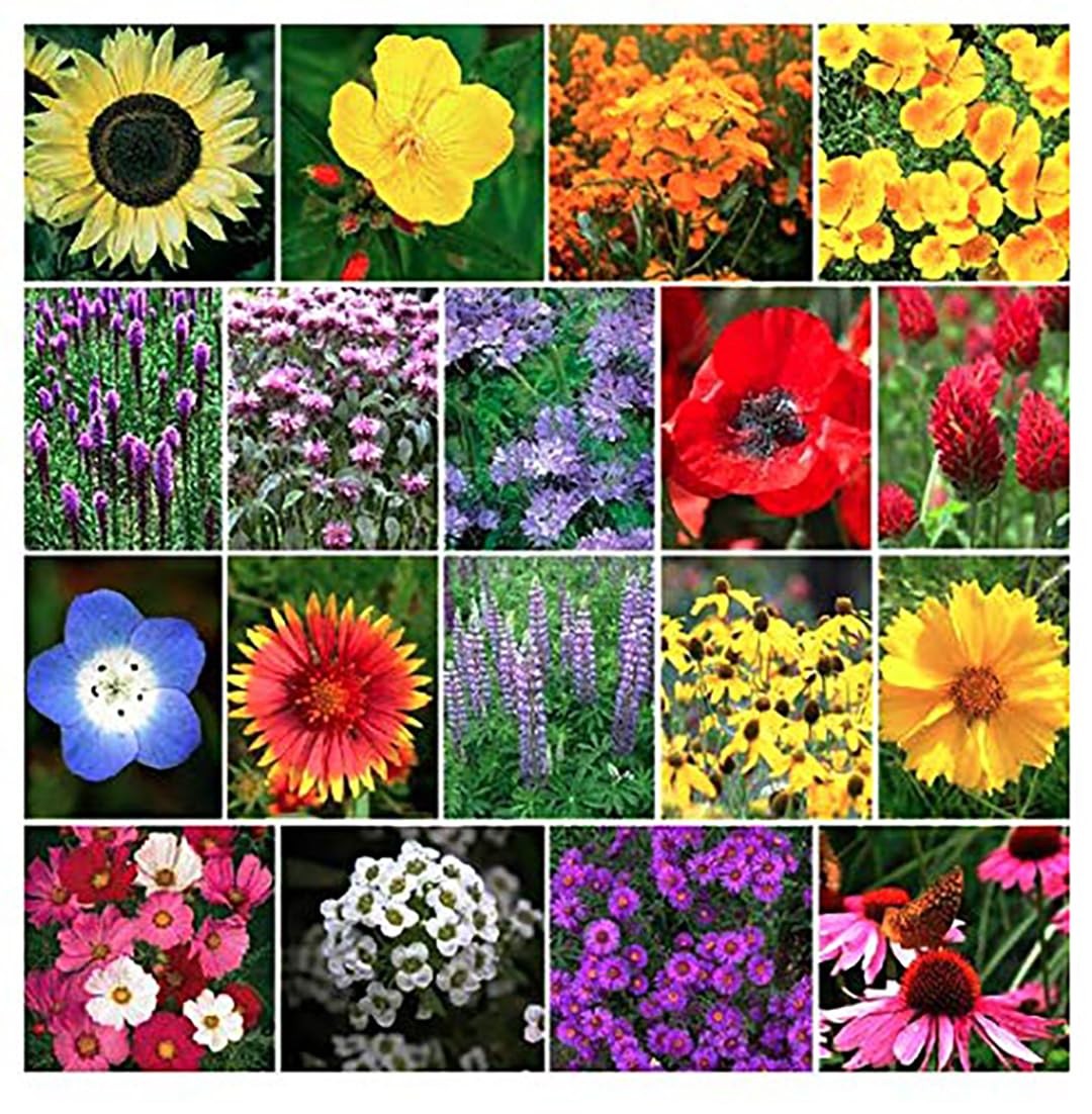 13,000 Pollinator Attracting Wildflower Seeds – 1 Ounce – Attracts Bees, Butt…