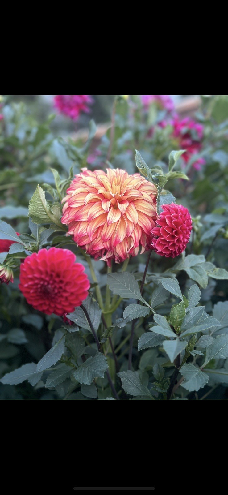 LOT~3 Ball/Pompom Dahlia Bulbs/Tubers~AMISH RED~Bright Flowers~Great For Cutting