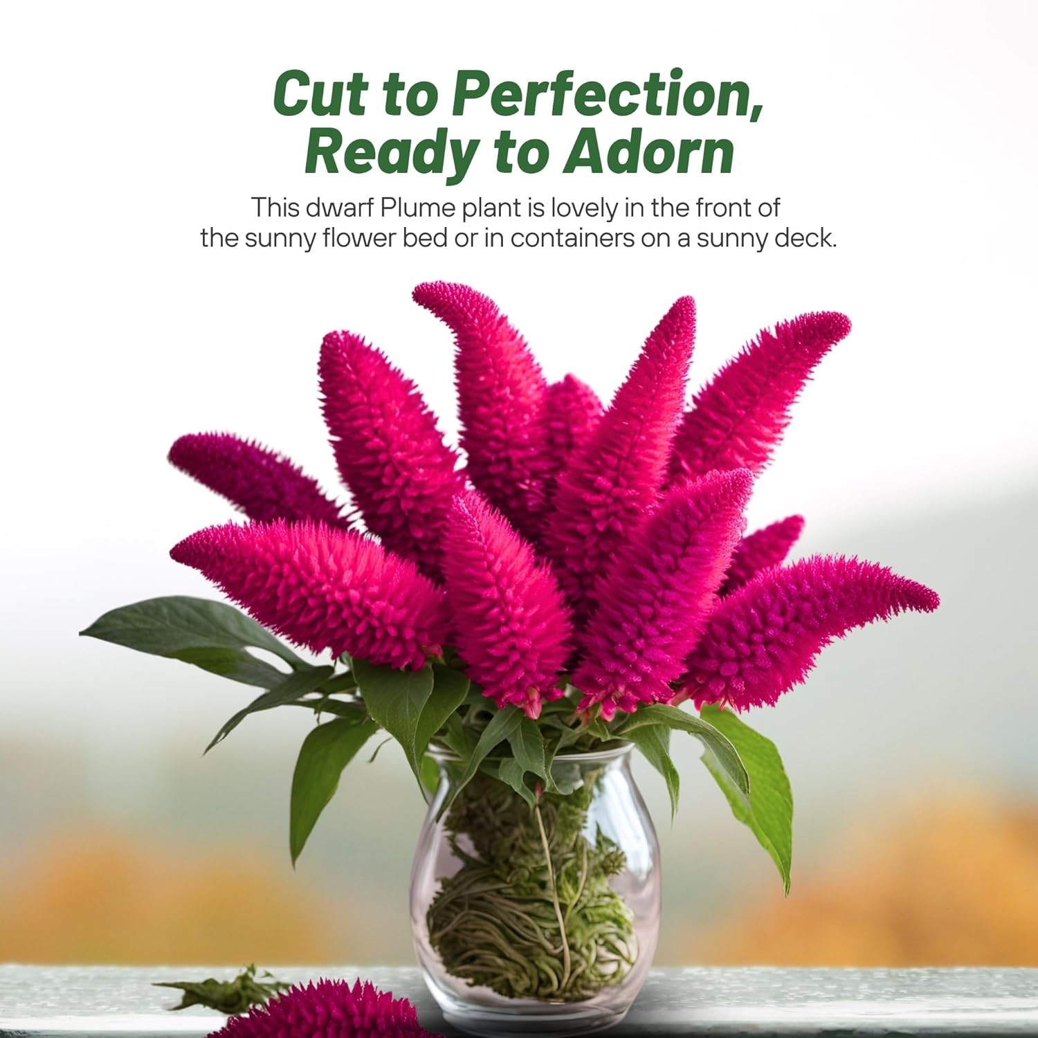250 Seeds Plume Flower Seeds – Celosia Plumosa Castle Pink AAS Winner