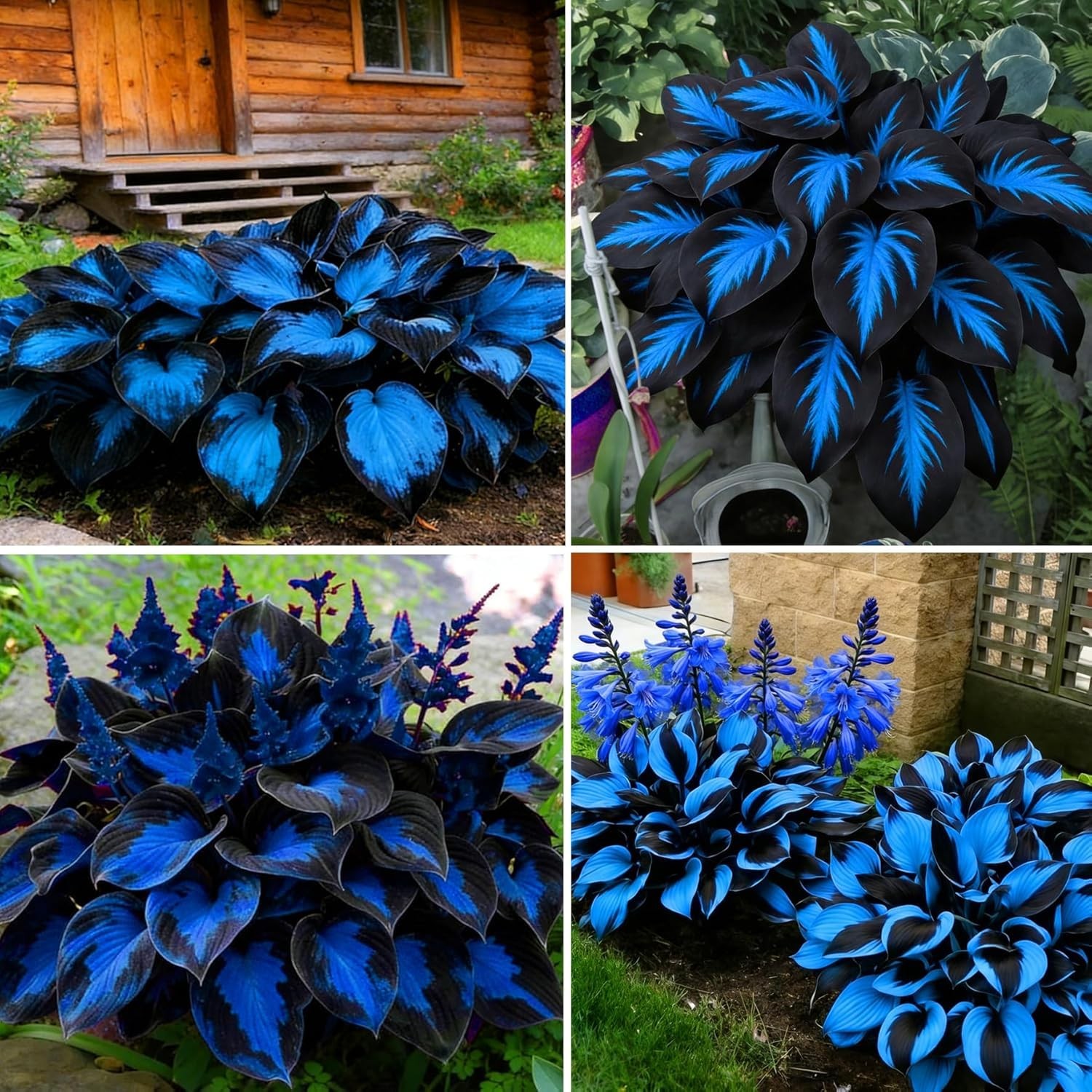 200pcs Non-GMO Giant Hosta Seeds – Easy-Grow Shade , Extra Large Foliage Plan…