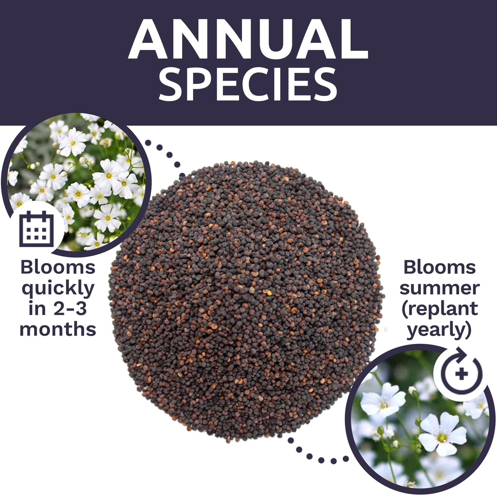 Showy Baby’s Breath Seeds – Bulk Quarter Pound Bag – 1/4 Bag, White