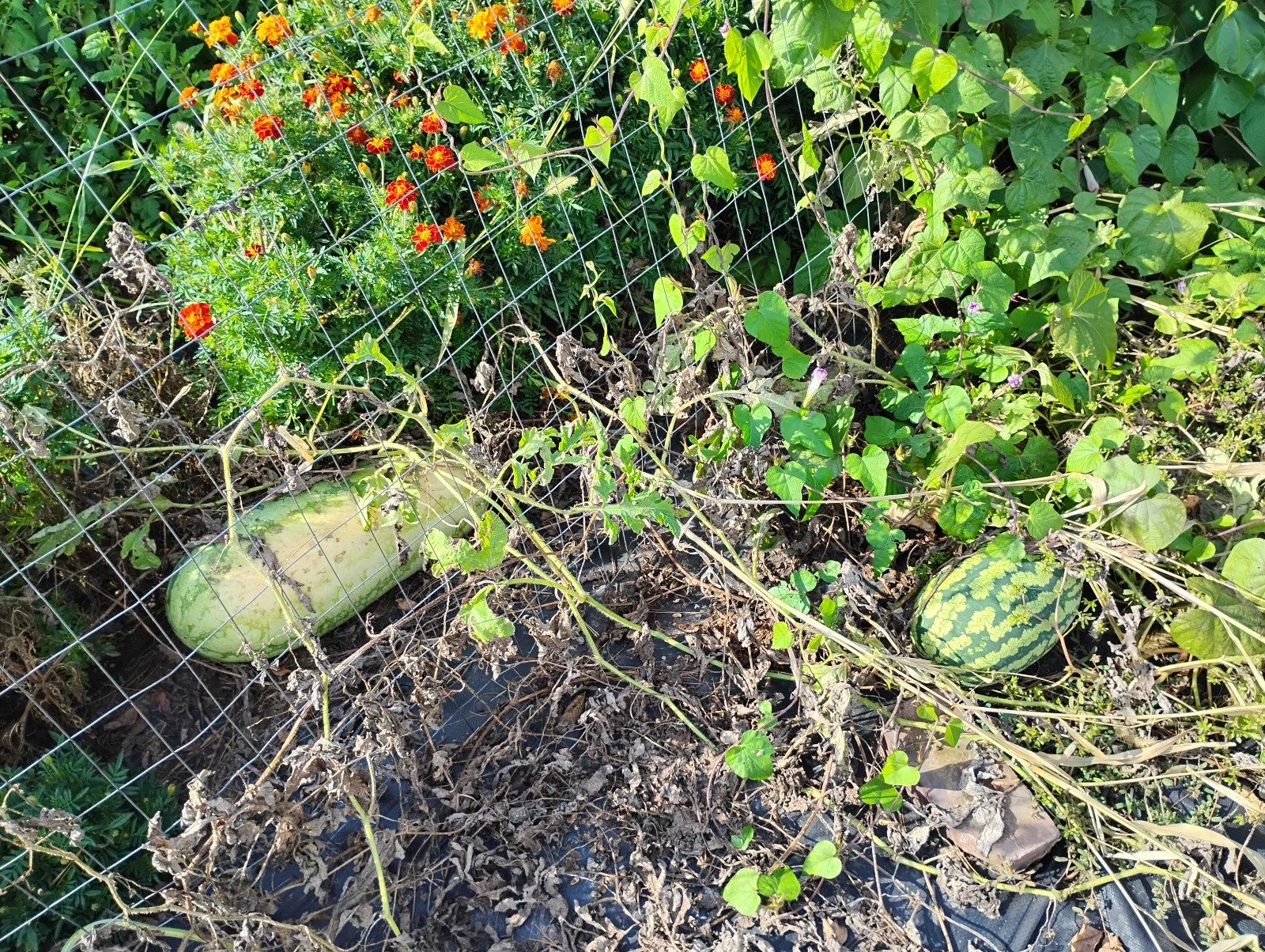Iowa Grown Organic Striped Watermelon Seeds, NON-GMO, Gumbo Soil Pure 20-35 LBS