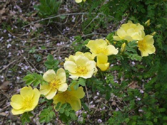Canary Bird Rose Rosa xanthina Manchu Rose 10 seeds