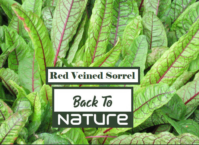 Red Veined Sorrel – Non Gmo – Tasty & Delicious – Grows Fast