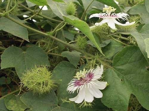 Passiflora foetida | Running Pop | Stinking Passion Flower | 20 Seeds