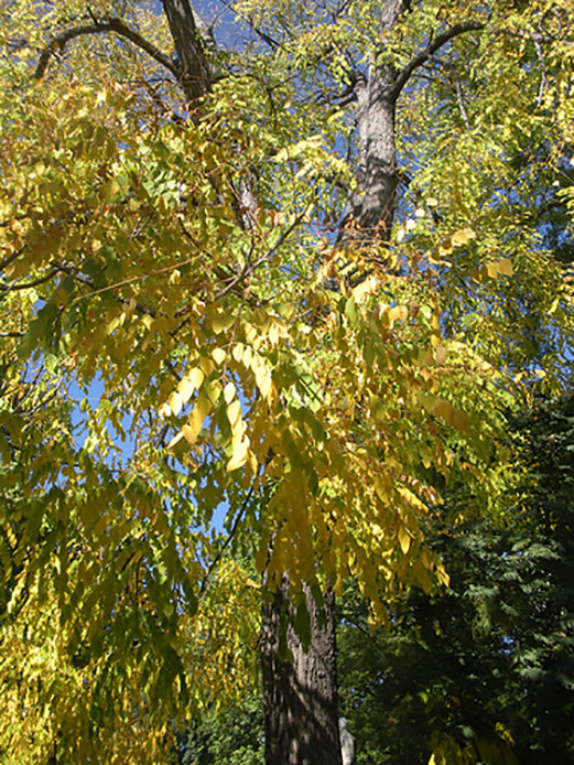 Kentucky Coffee, Gymnocladus dioicus, Tree Seeds (Fall Colors, Hardy, Fast)