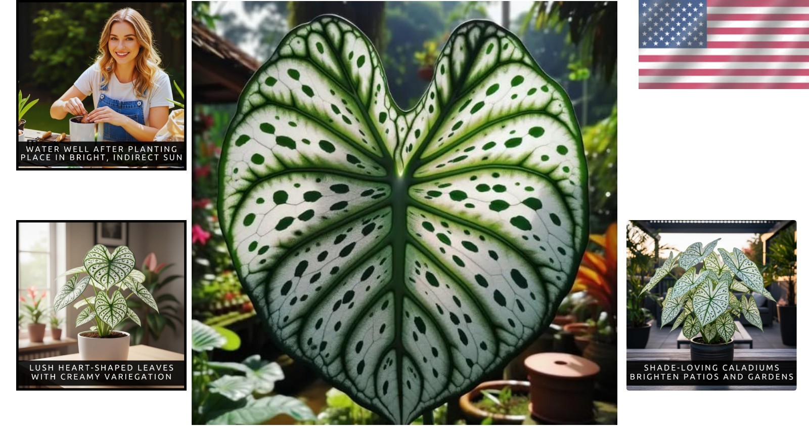 Vibrant Heart-Shaped Caladium Bulbs – 6 Easy-to-Grow Tropical Plants for Gifting