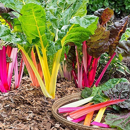 Rainbow Swiss Chard Seeds, Heirloom, Non-GMO, 500 Multicolor Silverbeet Seeds