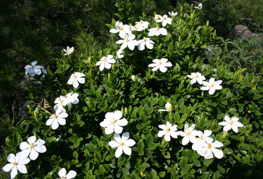 Gardenia jasminoides Seeds – Cape Jasmine – Common Gardenia