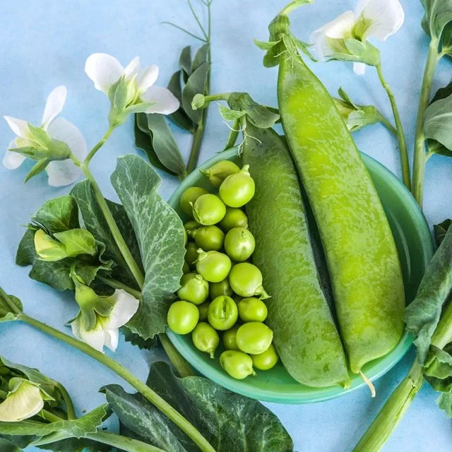 25+ Little Marvel Sweet Pea Seeds