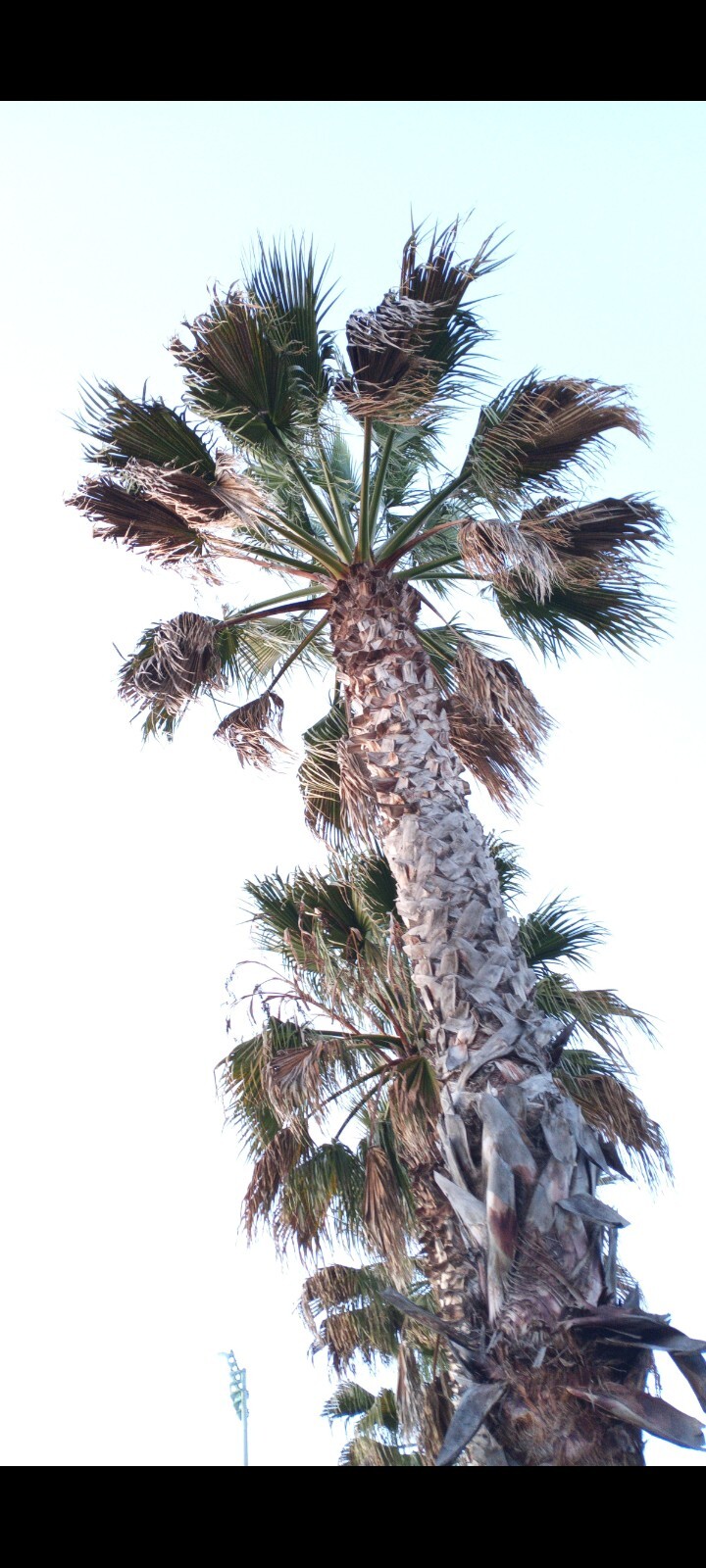 25 Mexican Fan Palm Tree Seeds (Washingtonia robusta) Tropical Exotic Cold Hardy