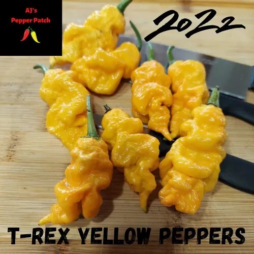 T-Rex Yellow Pepper Seeds (10+)