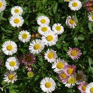 Erigeron karvinskianus Santa Barbara Daisy 1,000 seeds