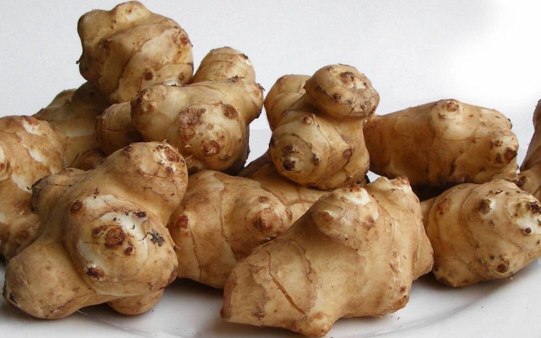 10 tubers Jerusalem Artichoke Organic Tubers – Sunchokes, Sun root, Earth Apple