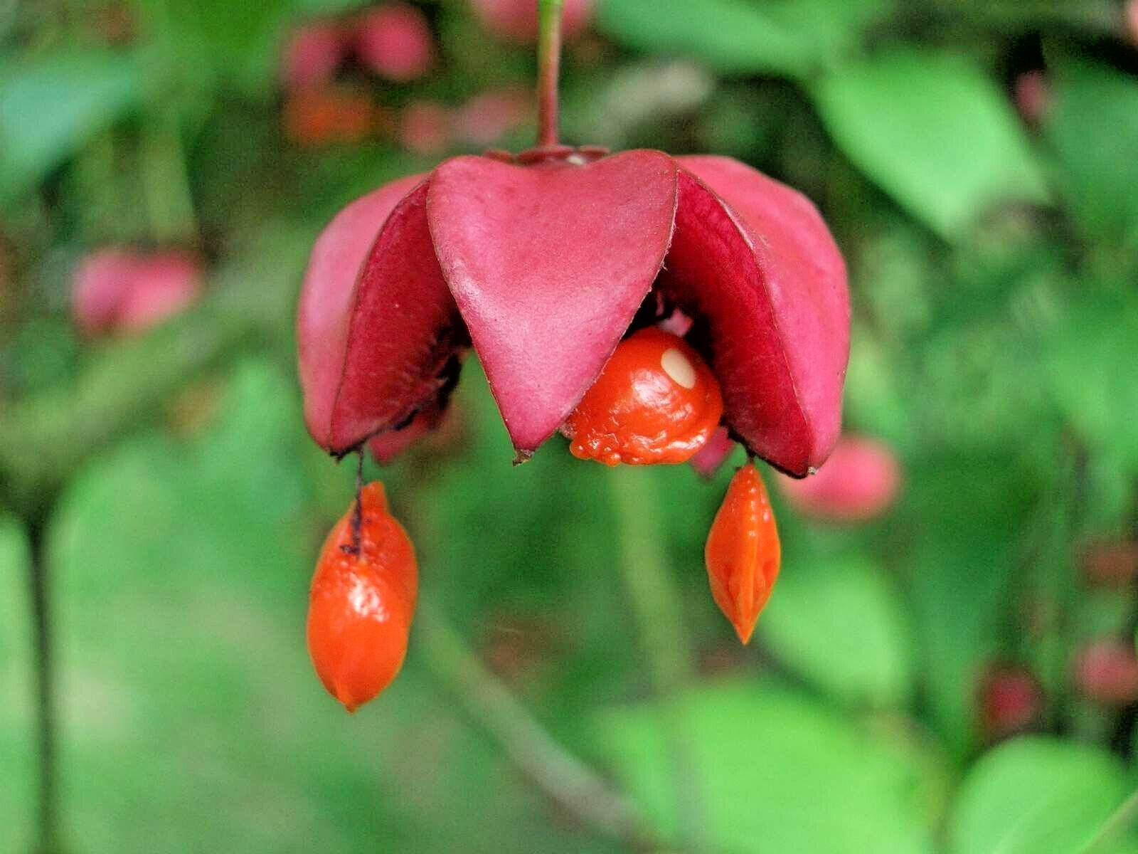 12 SIBERIAN BURNING BUSH SEEDS – Euonymus sachalinensis