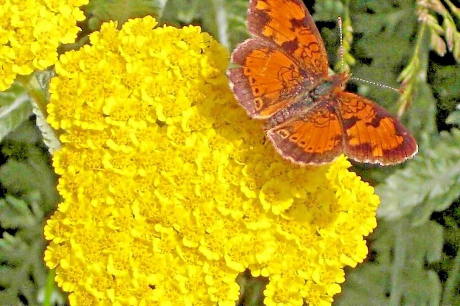 501+GOLD YELLOW YARROW Seeds Milfoil Wildflower Medicinal Herb Perennial Easy