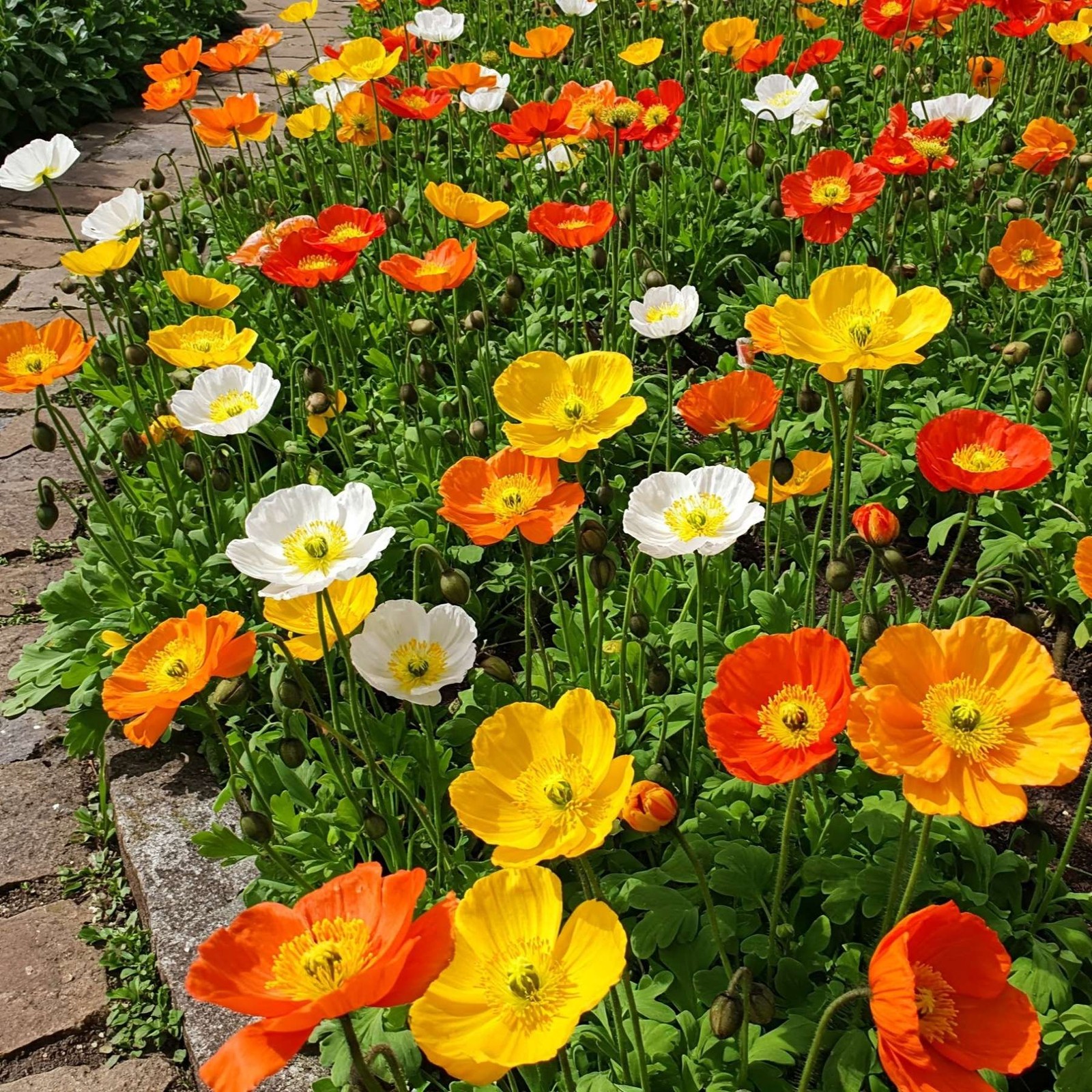 Mr. Fothergill’s Poppy Iceland Mix Seed Oh Sow Simple, Easy to Grow