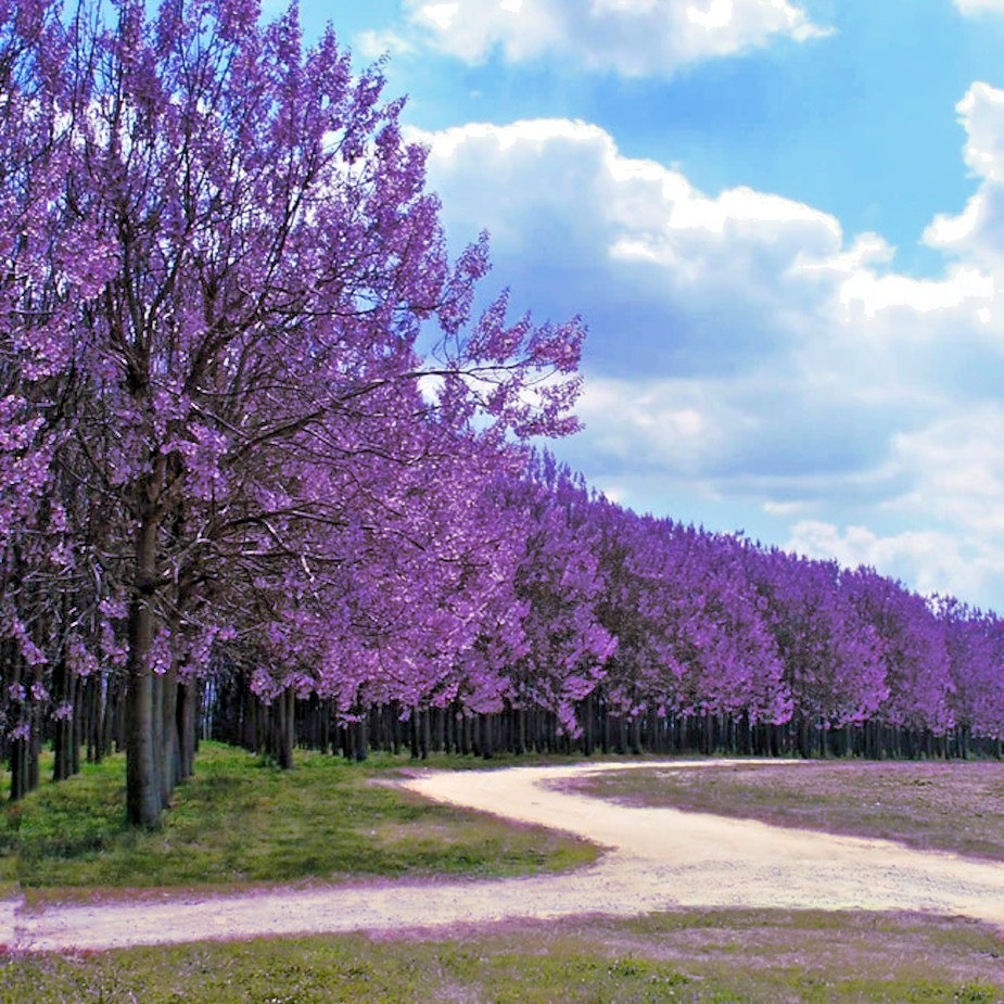 100 Royal Empress Tree Seeds “FASTEST GROWING TREE in the WORLD”