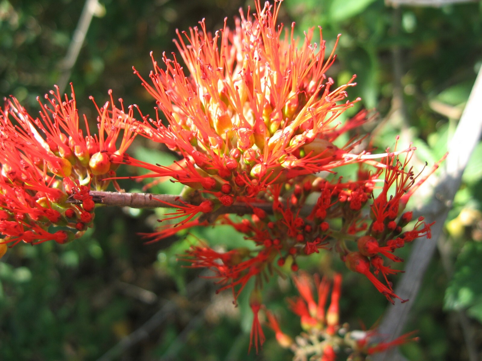 Combretum Microphyllum, Shrub Tree Flame Creeper 5 Seeds, Burning Bush
