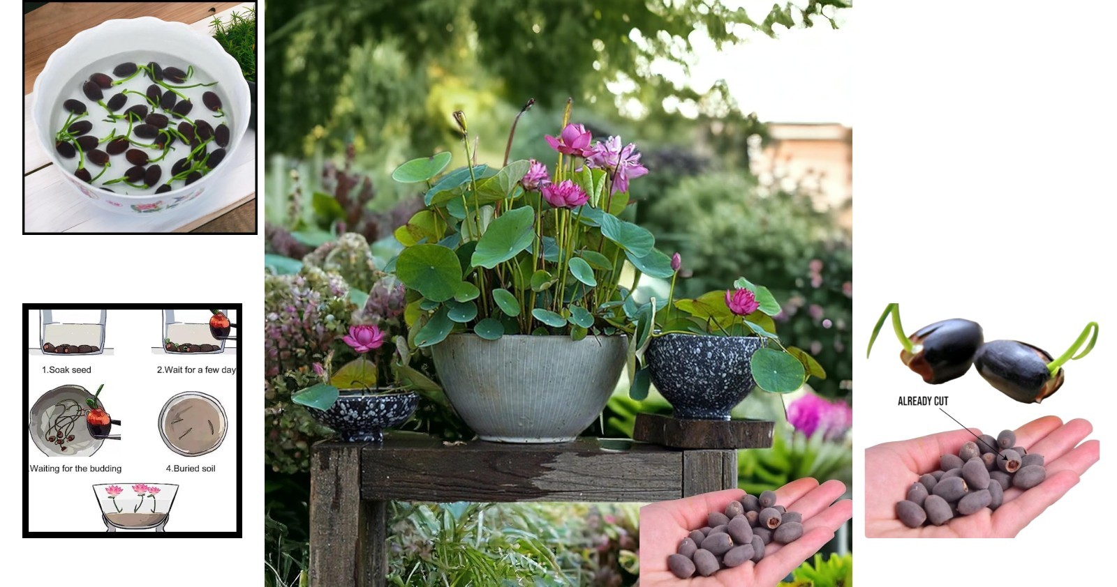 15 Mixed Pink, Red & Green Lotus Seeds for Home Water Gardens – High Germination