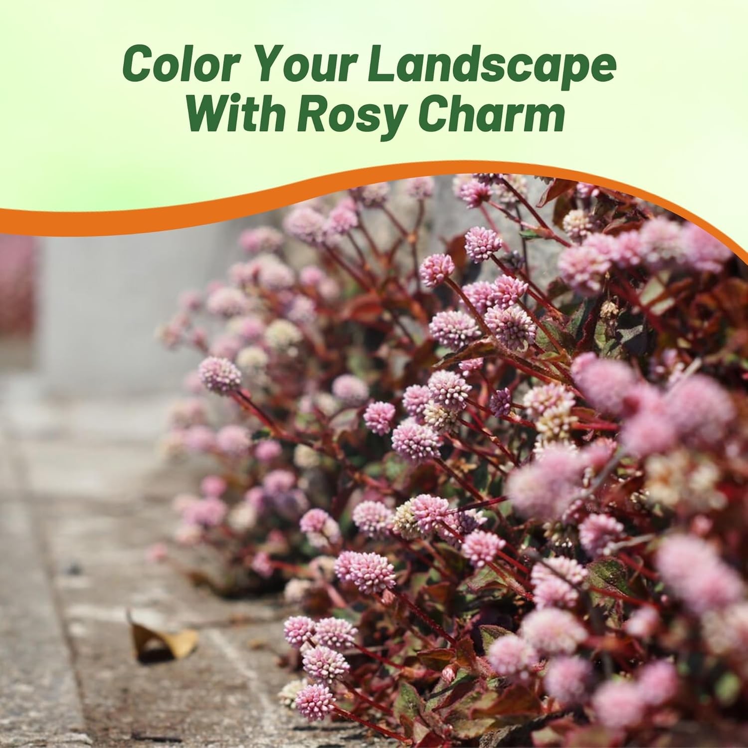 1000 Seeds Polygonum Capitatum Seed – Pink Knotweed Ground Cover Seeds