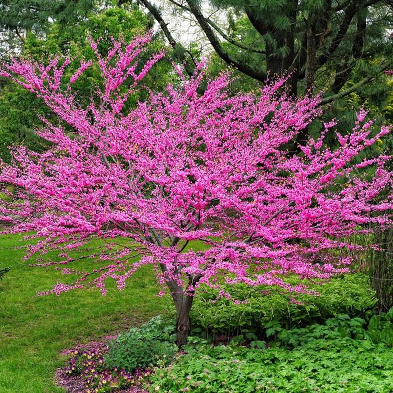 NC Organic Eastern Redbud Cercis Canadensis Tree Seeds/Pods Qty 25