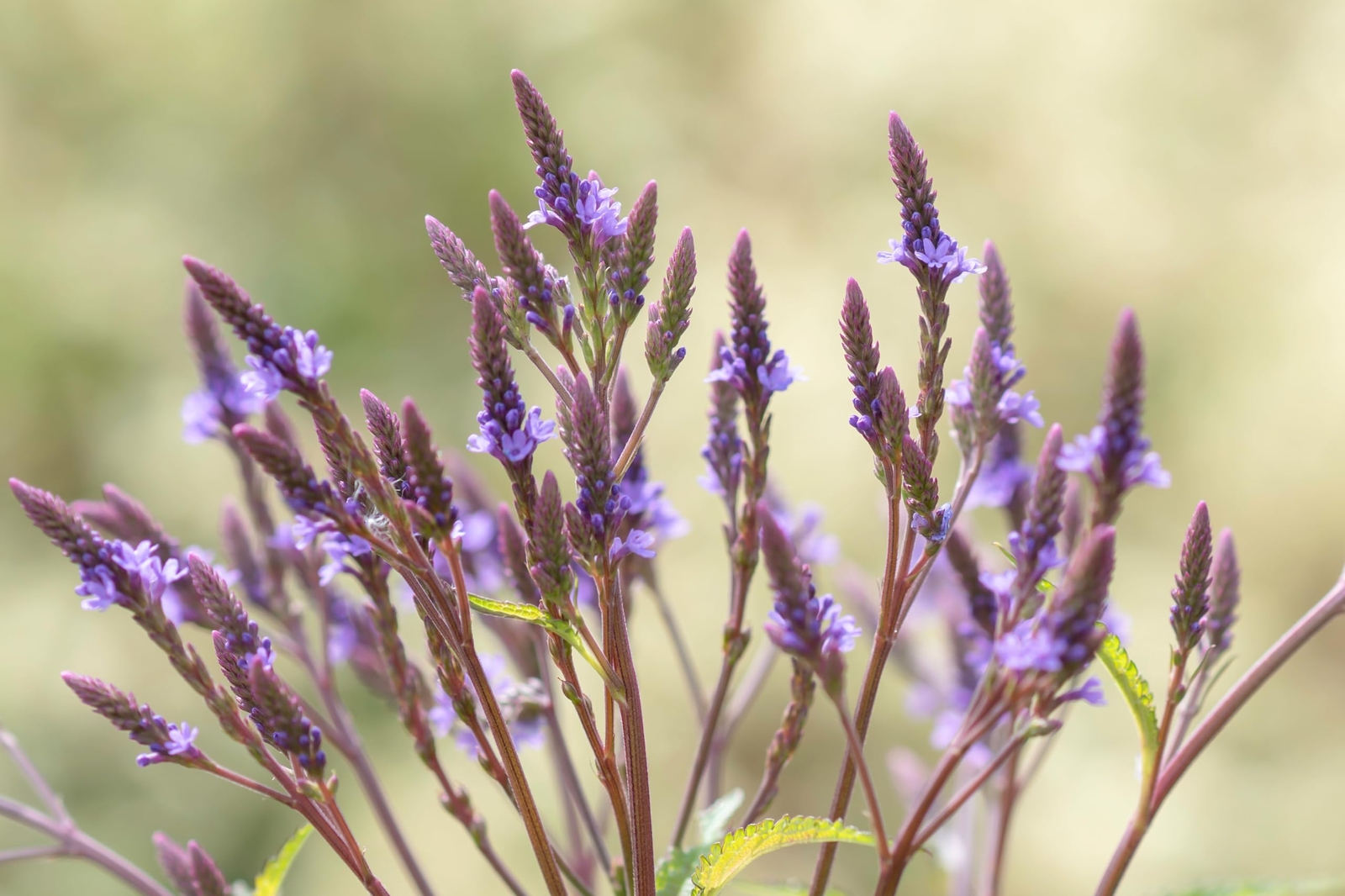 Smoke Camp Crafts |Organic Blue Vervain Seeds (Verbena hastata) 500 Seeds (0.5