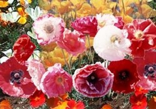 50+ CASCADE POCKET POPPY FLOWER SEED MIX / PERENNIAL / PAPAVER