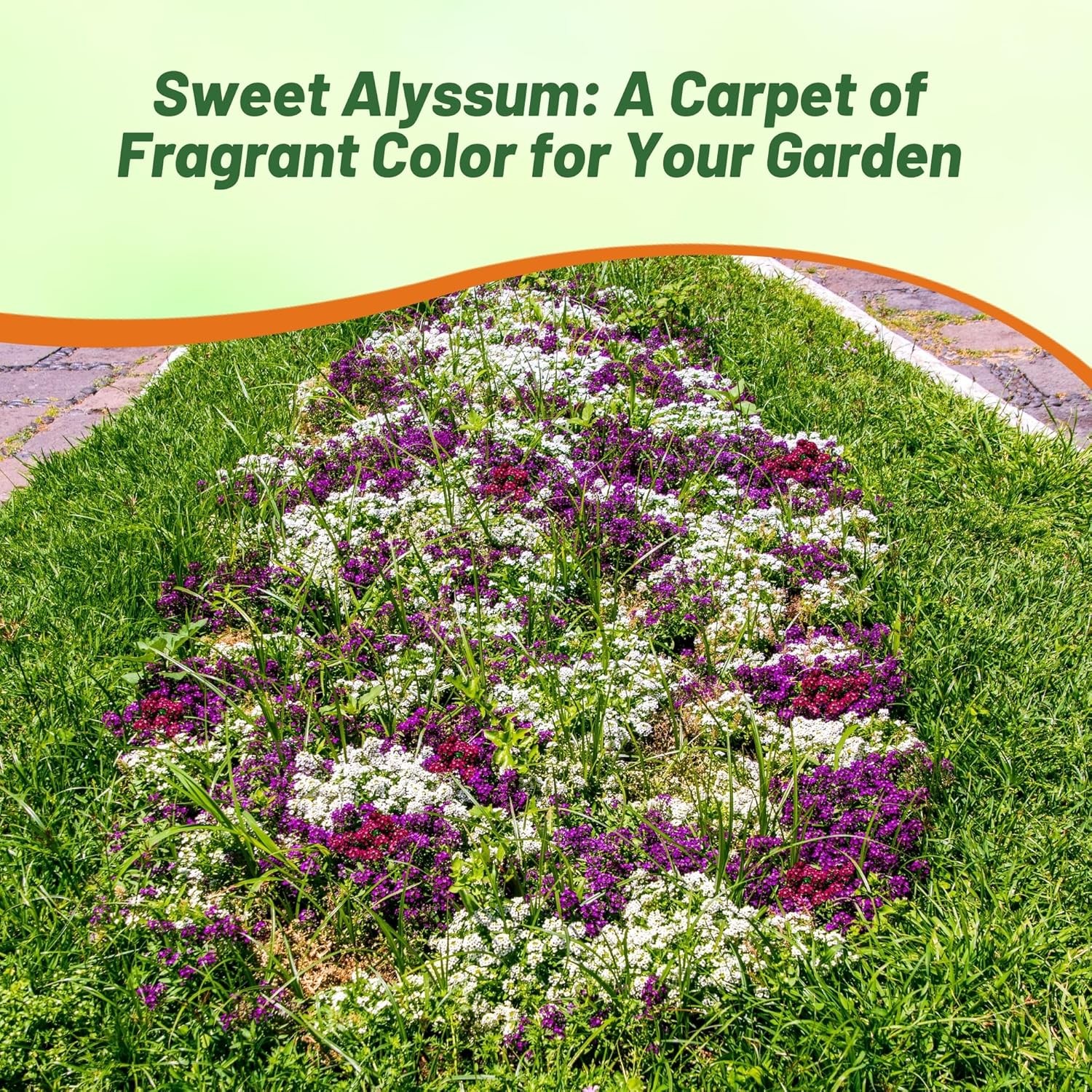 1000 Seeds Easter Bonnet Mixture Alyssum Ground Cover Plant & Flower Seed