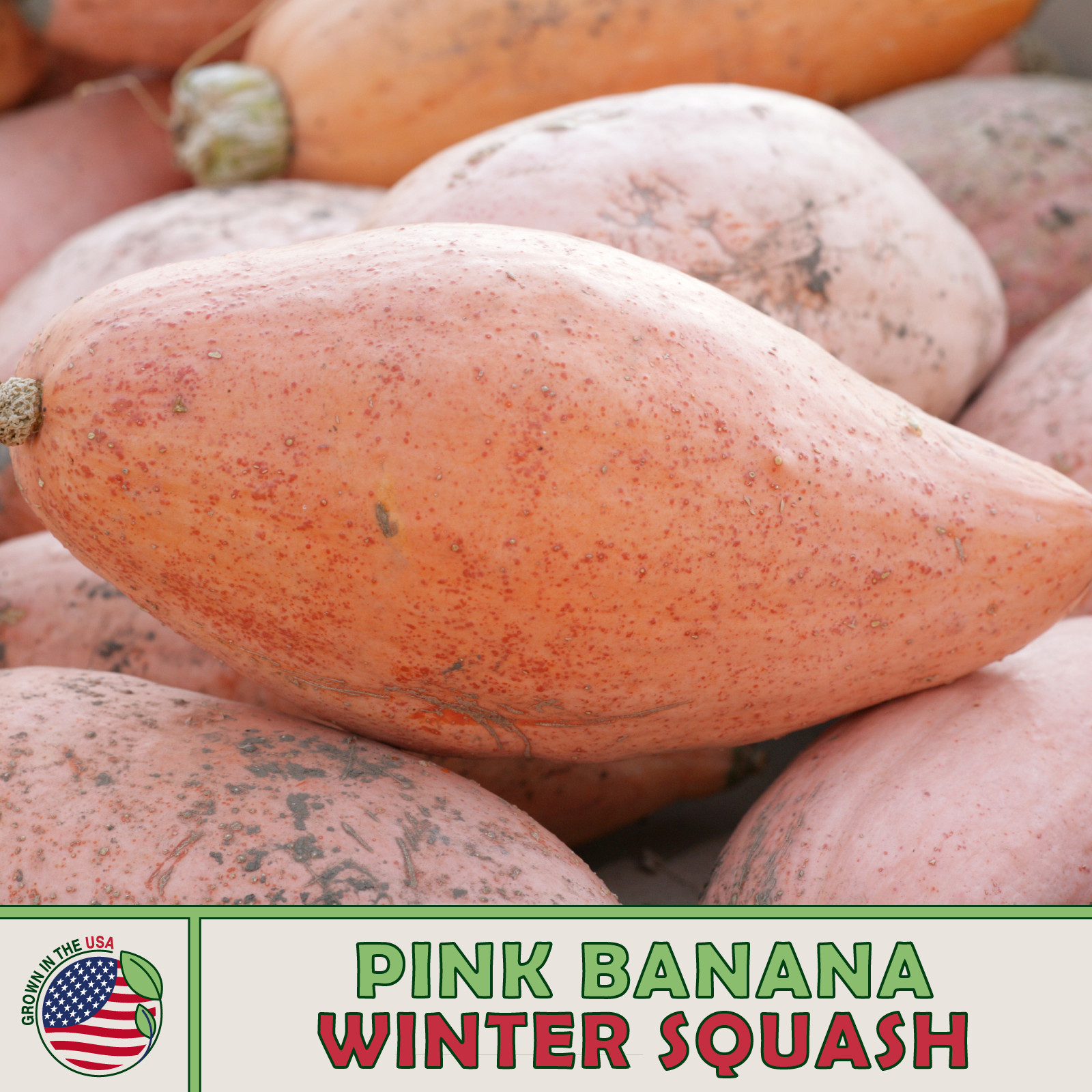 10 Pink Banana Winter Squash Seeds, Georgia Candy, Heirloom, Genuine USA