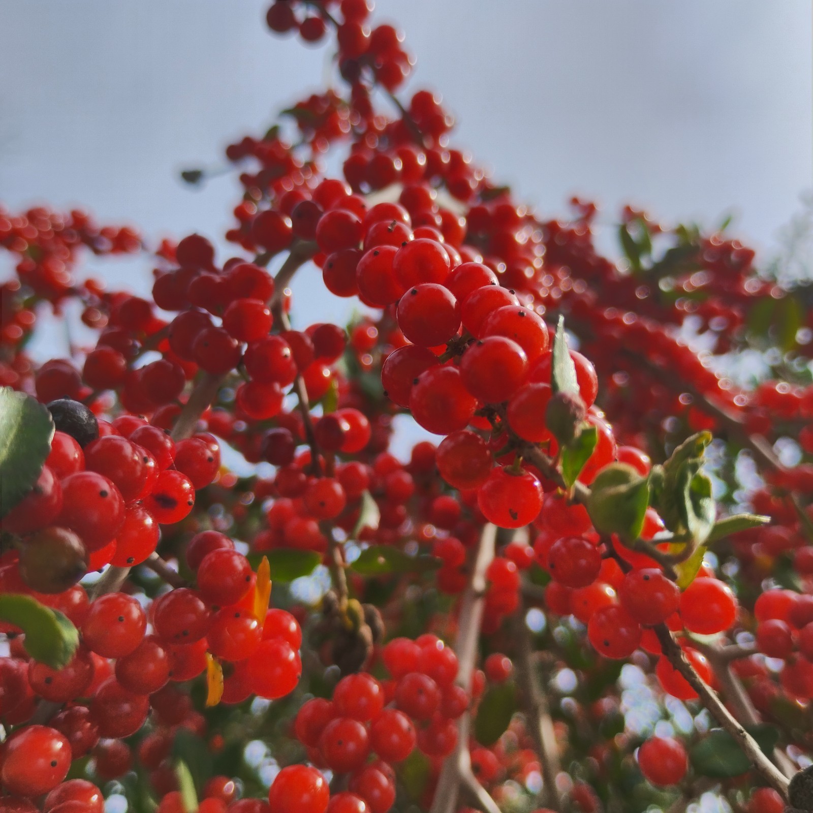 200 Weeping Yaupon Holly Tree Seeds (Ilex Vomitoria) Freshly Harvested 2026!