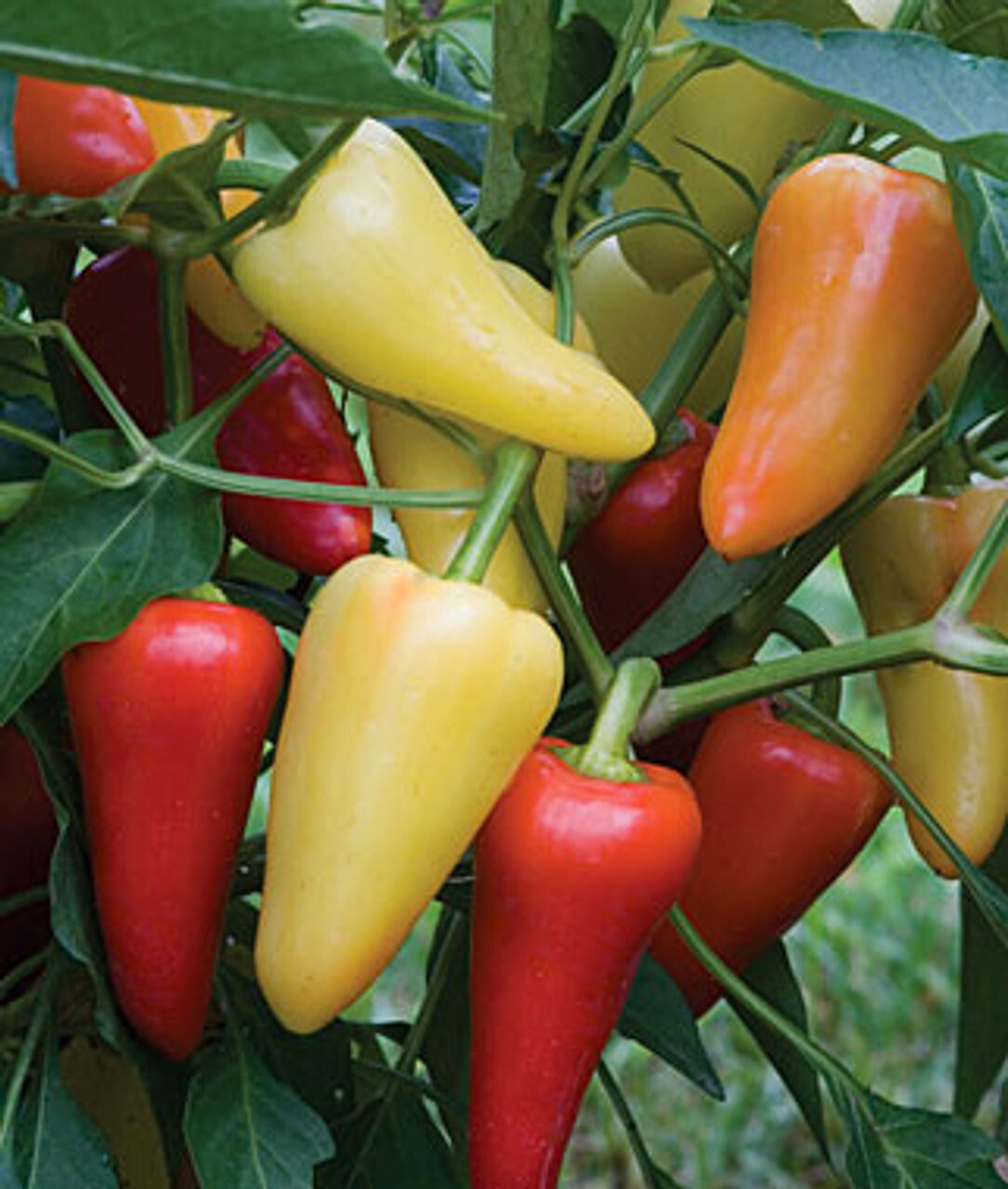 Mariachi Pepper Seeds – 10 seeds. Mild hot/Sweet Flavor. Vigorous growing plant.