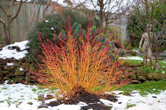 Cornus Sanguinea 250 Seeds, Dogwood Midwinter Fire Winter Flame Shrub Cold Hardy