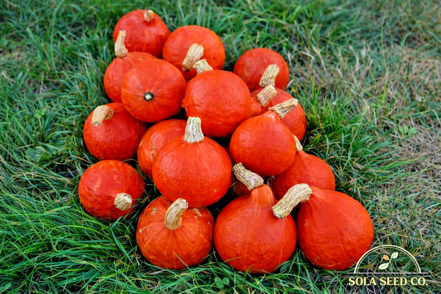 20 Japanese Red Kuri Squash Seeds, Uchiki Kuri , Heirloom Non-GMO USA Free Ship