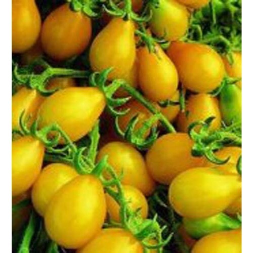 Tomato Yellow Pear Great Heirloom Garden Vegetable By Seed Kingdom 200 Seeds