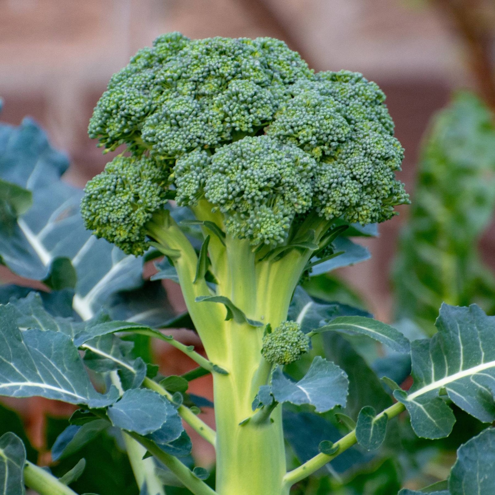 Mr. Fothergill’s Broccoli Green Seed Oh Sow Simple, Easy to Grow