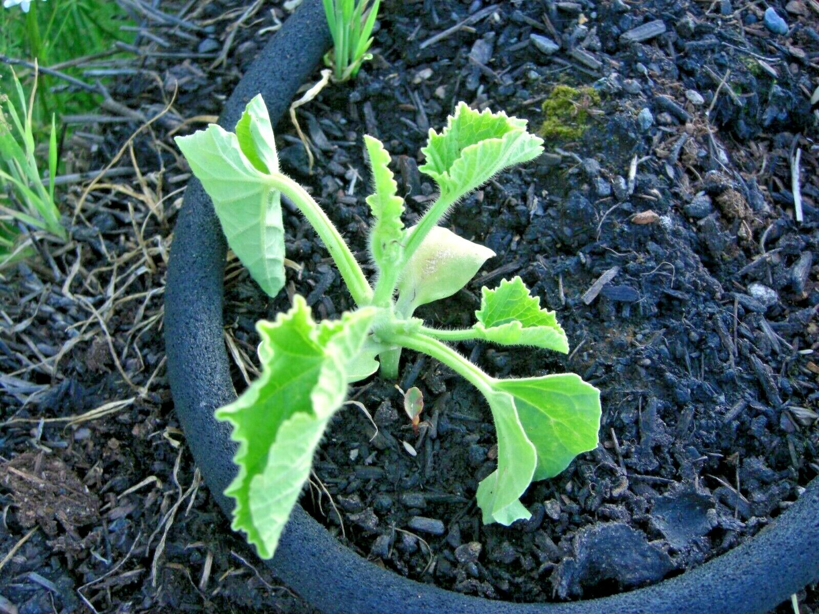 30+BANANA MELON Seeds Heirloom Fruit Vine Summer Vegetable Garden Container Easy