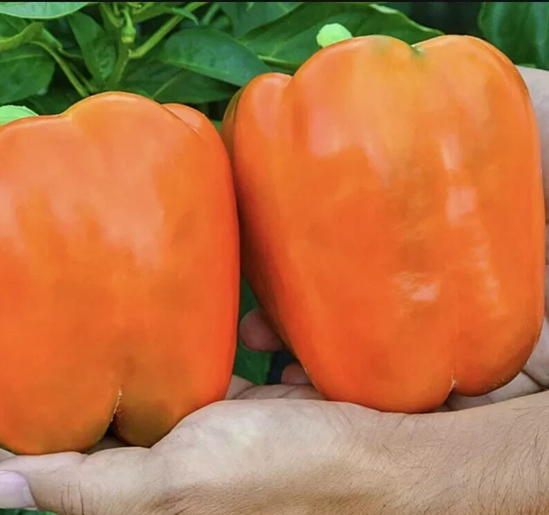120+ Orange King Bell Pepper Seeds – Sweet – Heirloom – Organic – NON GMO