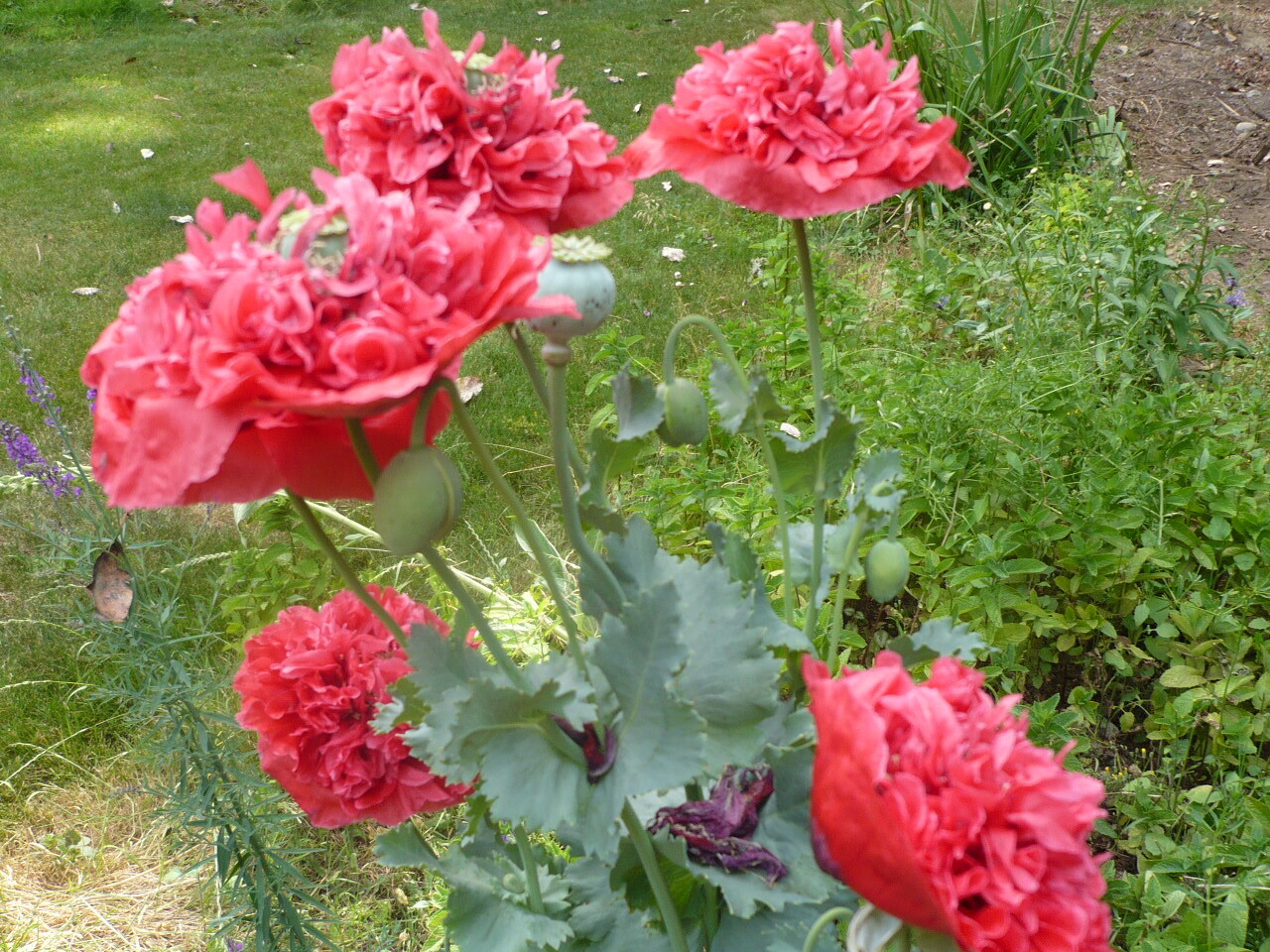 Doubles Peony Pom Pom Som. Poppy Variety Mix 2000 Seeds *PoppyQueen👑