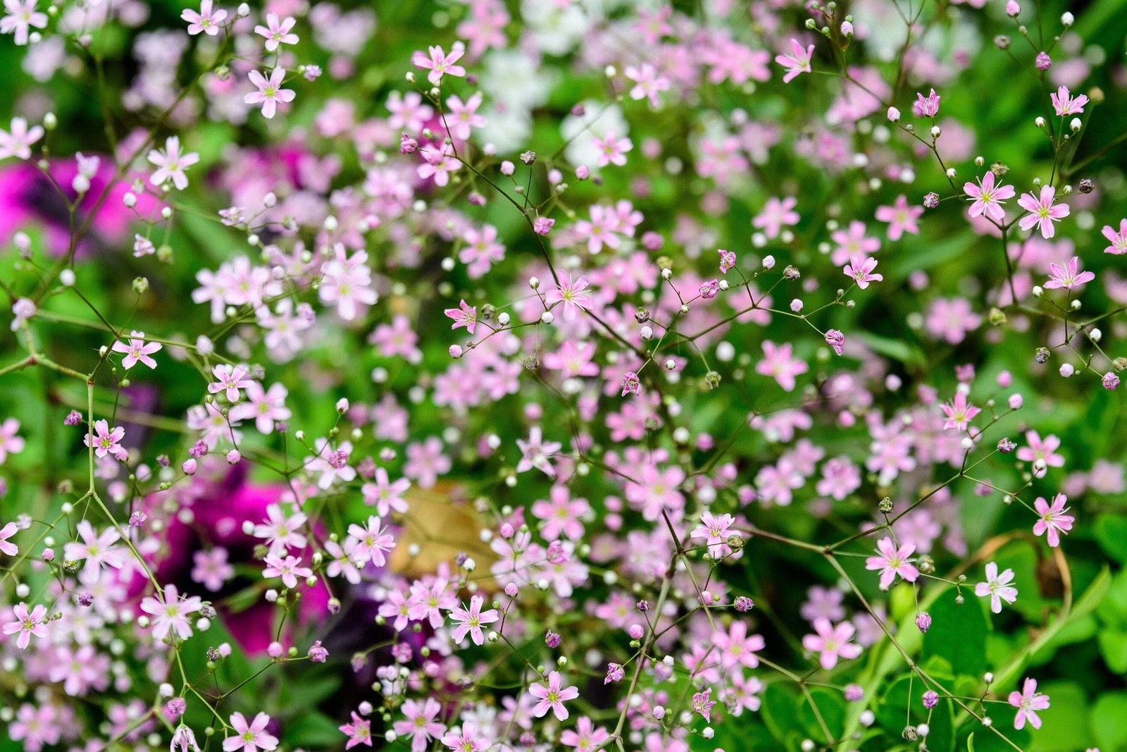 350 RED BABYS BREATH Gypsophila Elegans Baby’s Breath Flower Seeds