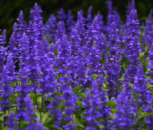 SAGE BLUE Salvia Farinacea – 10,000 Bulk Seeds