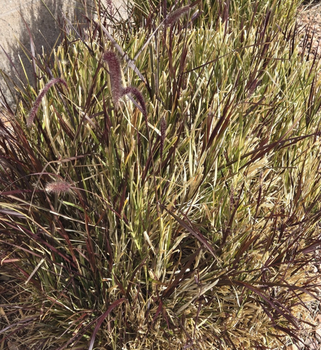 PURPLE FOUNTAIN GRASS, Ornamental Pennisetum Setaceum, Dark Burgundy (30 Seeds)
