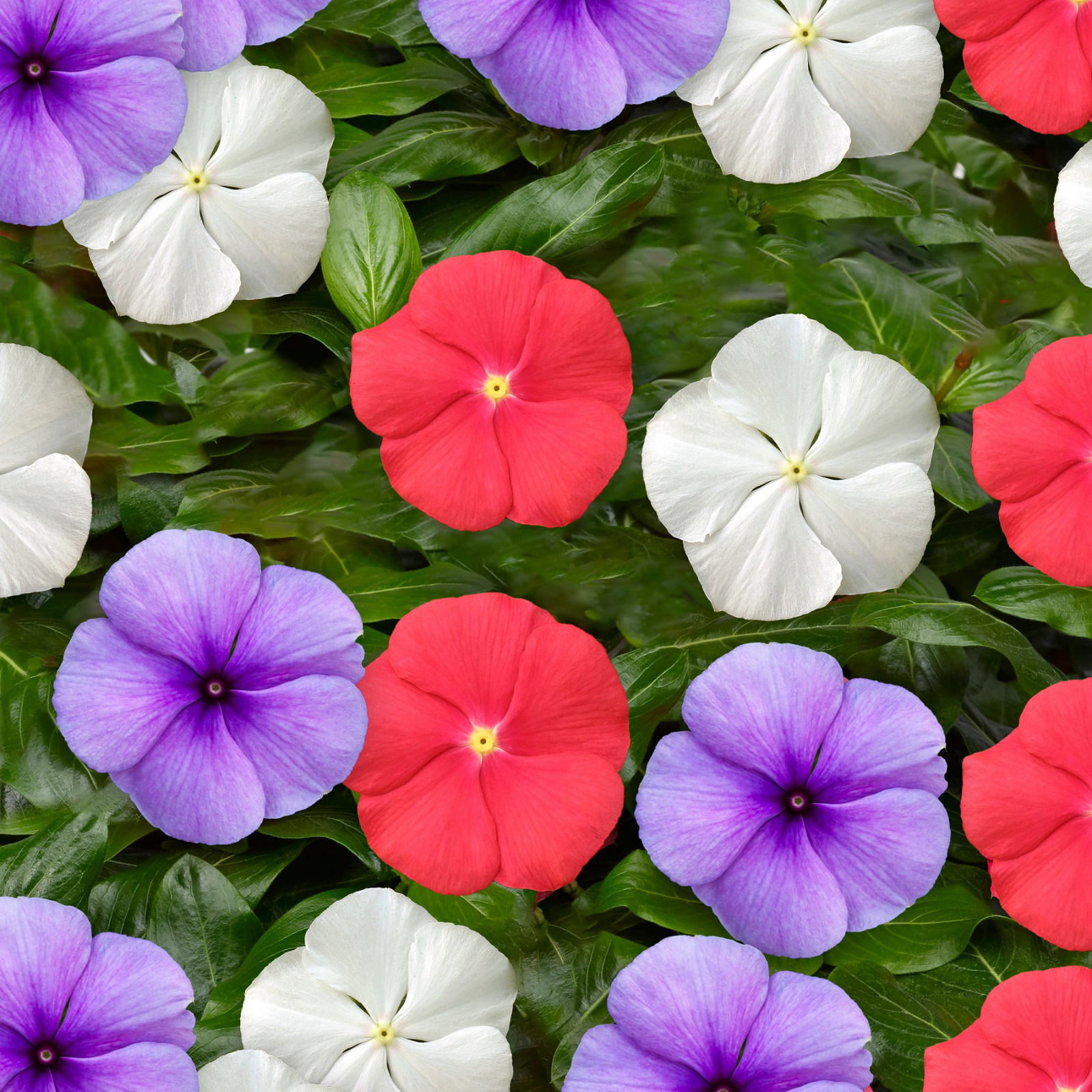 Vinca Seeds Vinca Vitesse Patriot Mix 25 Seeds