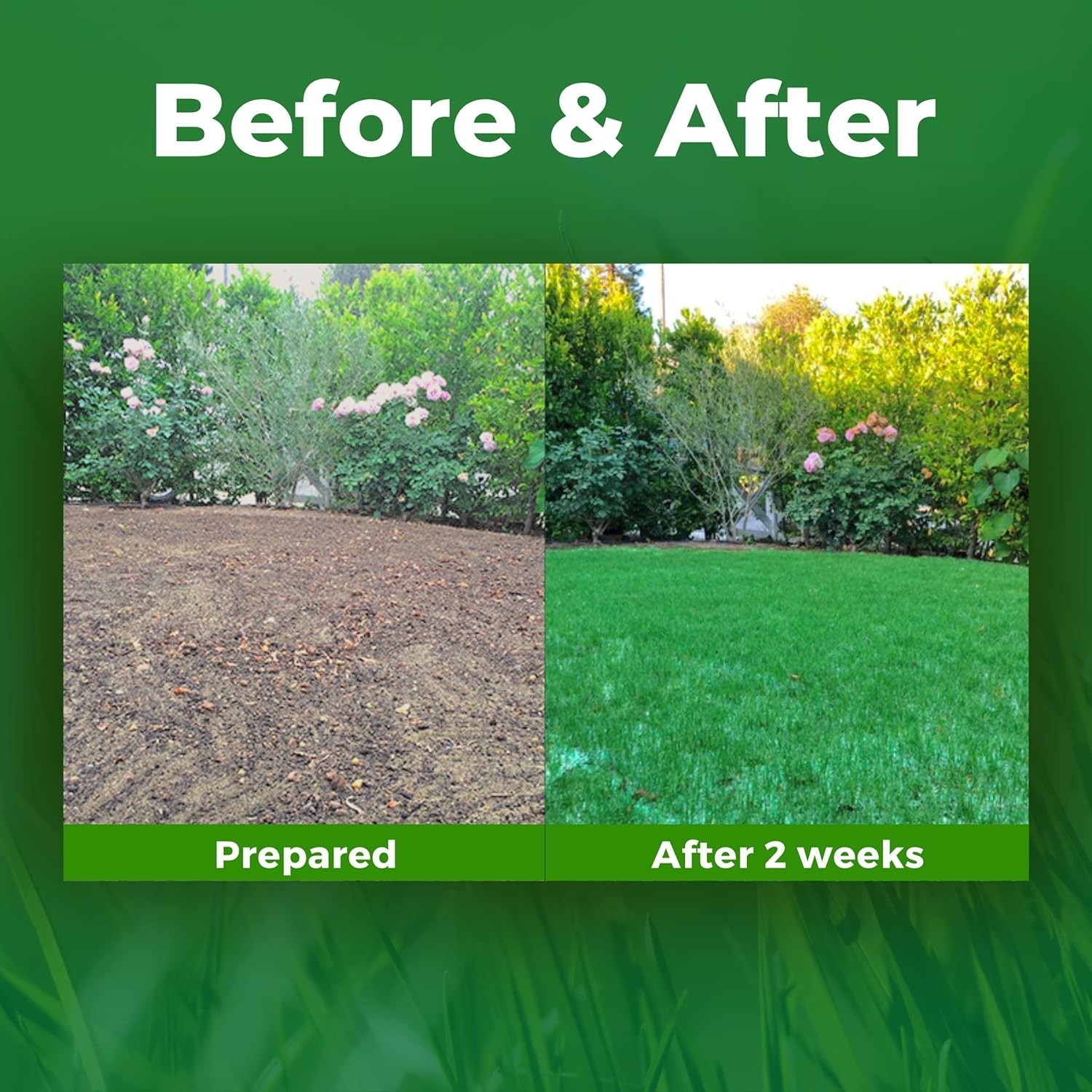 Drought-Resistant Bermuda Rye Grass Seed – 100 SQFT for Lawns & Patches