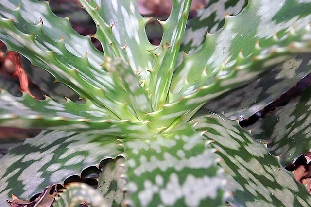 Aloe microstigma, Cape Speckled Aloe, 5 seeds Free Shipping